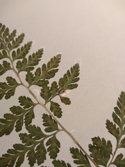 Cystopteris protrusa