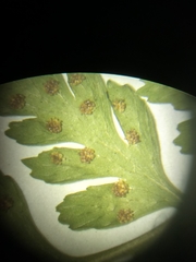 Cystopteris protrusa