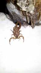 Centruroides suffusus