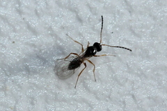 Figitidae