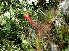 Tillandsia punctulata
