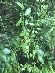 Osyridicarpos schimperianus