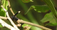 Parachartergus apicalis