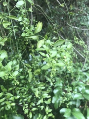 Osyridicarpos schimperianus