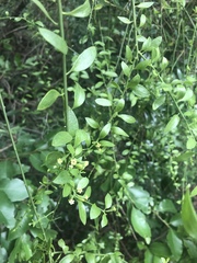 Osyridicarpos schimperianus