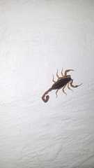 Centruroides suffusus