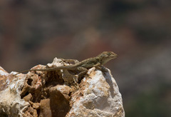 Anolis cybotes