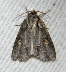 Acronicta albarufa exempta