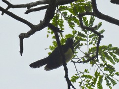 Chrysococcyx cupreus