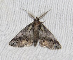 Paectes abrostolella