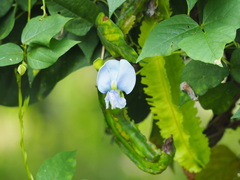 Psophocarpus tetragonolobus