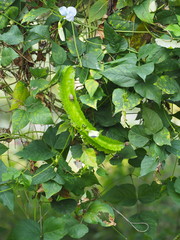 Psophocarpus tetragonolobus