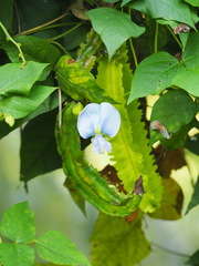 Psophocarpus tetragonolobus