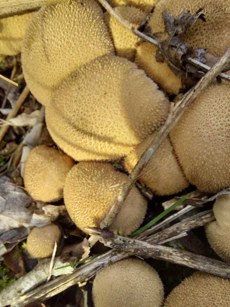 Lycoperdon perlatum · July 2023 · photo: © andreaargentinat (iNaturalist, cc-by)