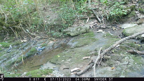 Blue Jay photographed in Kentucky