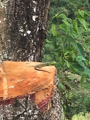 Stenocercus guentheri