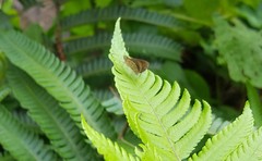 Callimormus interpunctata