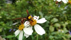 Delta pyriforme pyriforme