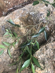 Maytenus acuminata acuminata