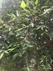 Maytenus acuminata acuminata