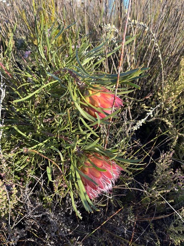 Image of Protea pudens by (c) Charleen Brunke, some rights reserved (CC BY)
