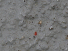 Balaustium