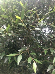 Maytenus acuminata acuminata