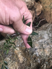 Maytenus acuminata acuminata