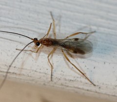 Hymenochaonia