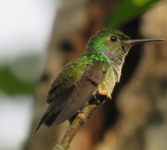 Blue-Chested Hummingbird photo 3