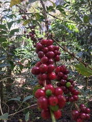 Coffea