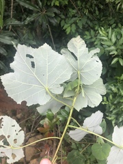 Dombeya pulchra