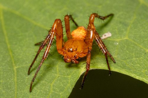 Araneus iviei