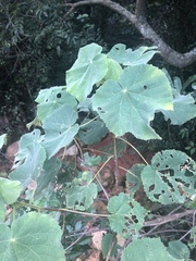 Dombeya pulchra
