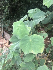 Dombeya pulchra