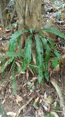 Asplenium antiquum