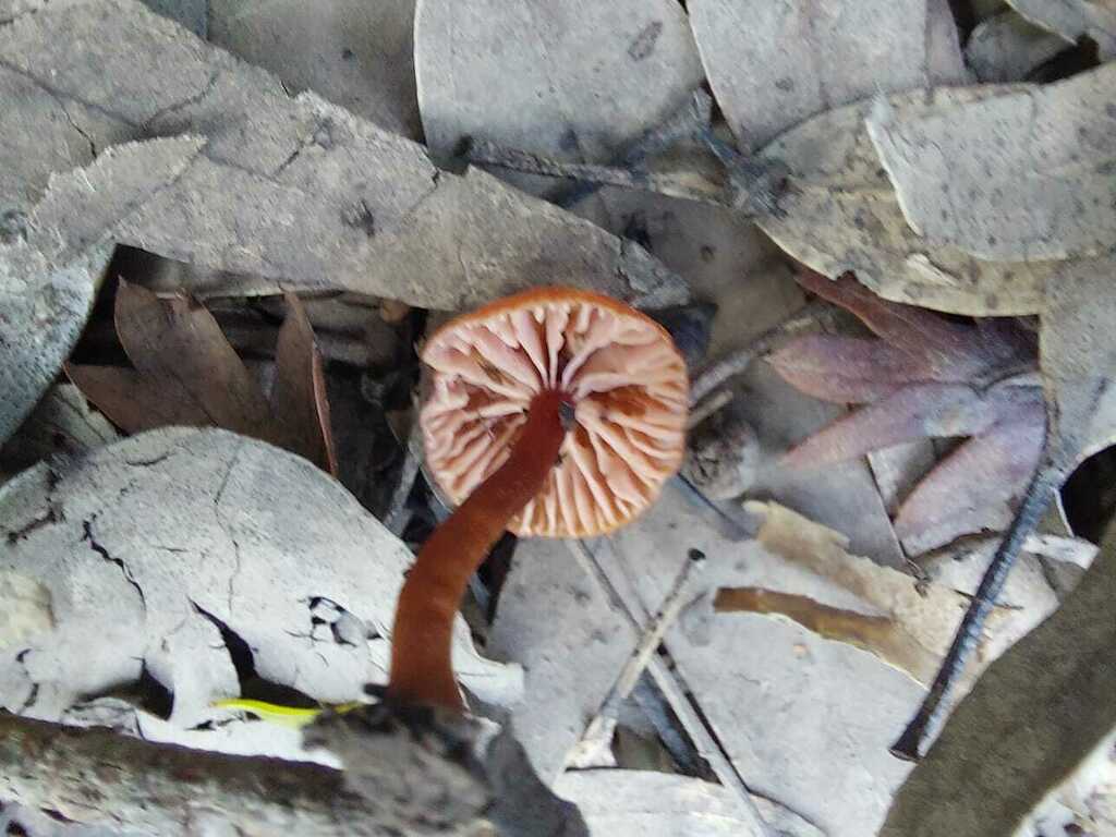 Laccaria laccata · July 2023 · photo: © andreaargentinat (iNaturalist, cc-by)