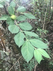 Vangueria macrocalyx