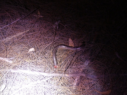 Rotund Blind Snake