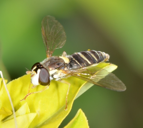 Forked Globetail photo 3