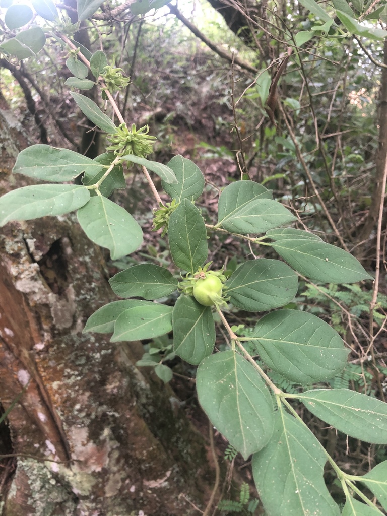 Crowned False Medlar
