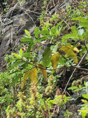 Pittosporum undulatum image