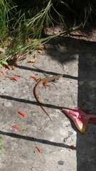 Aspidoscelis angusticeps