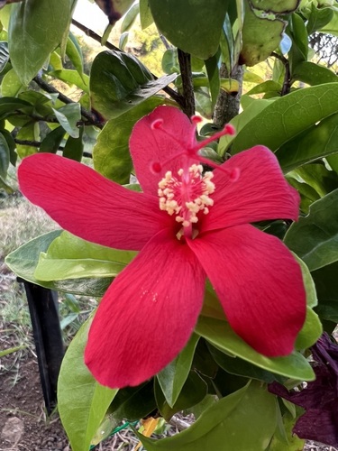 Hibiscus clayi