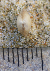 Linucula hartvigiana