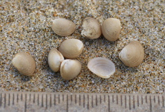 Linucula hartvigiana