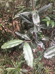 Euclea natalensis natalensis