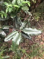 Euclea natalensis natalensis