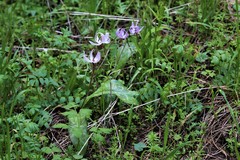 Erythronium hendersonii