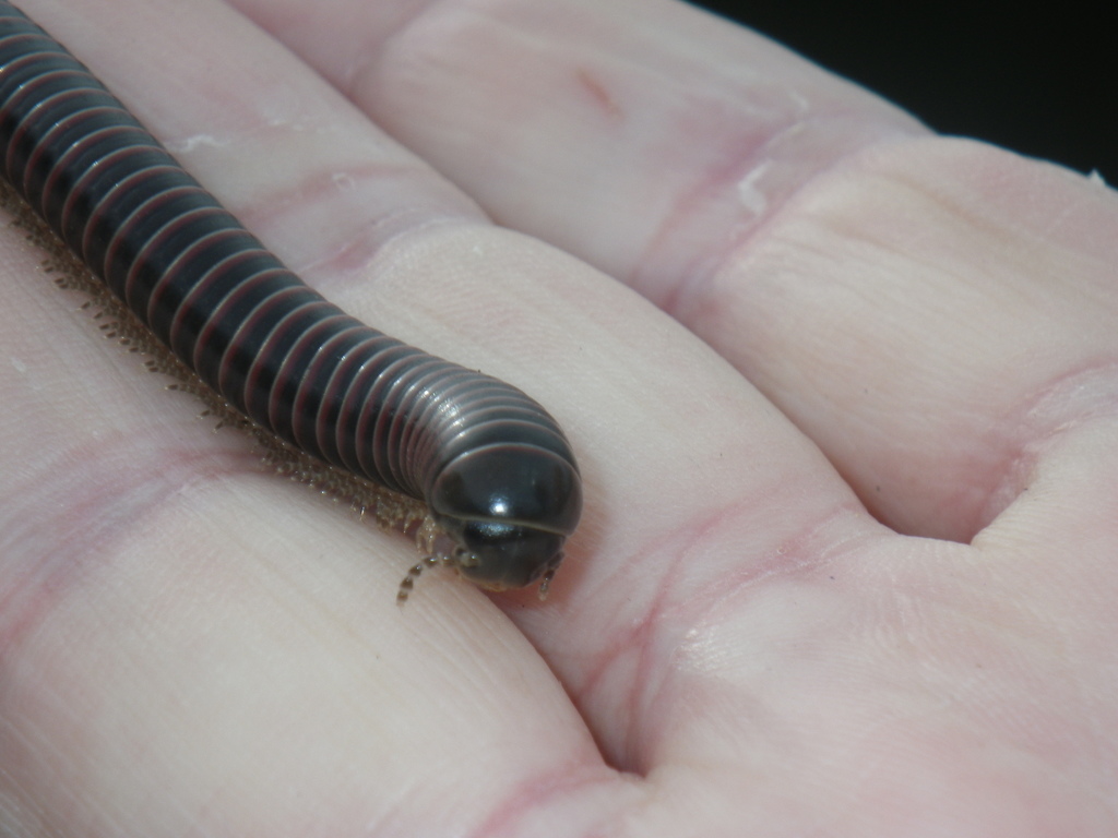 Tylobolus castaneus